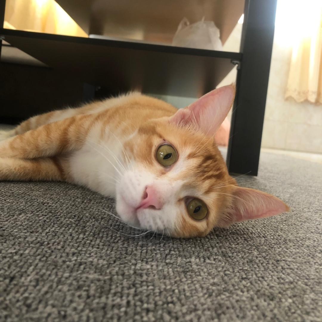 妮妮开始学做菜