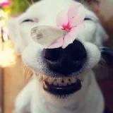 爱吃饭的猪猪猪