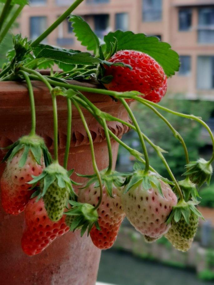 好吃多汁的肉包子肉馒头【步骤超详细】