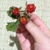 莉雅妈