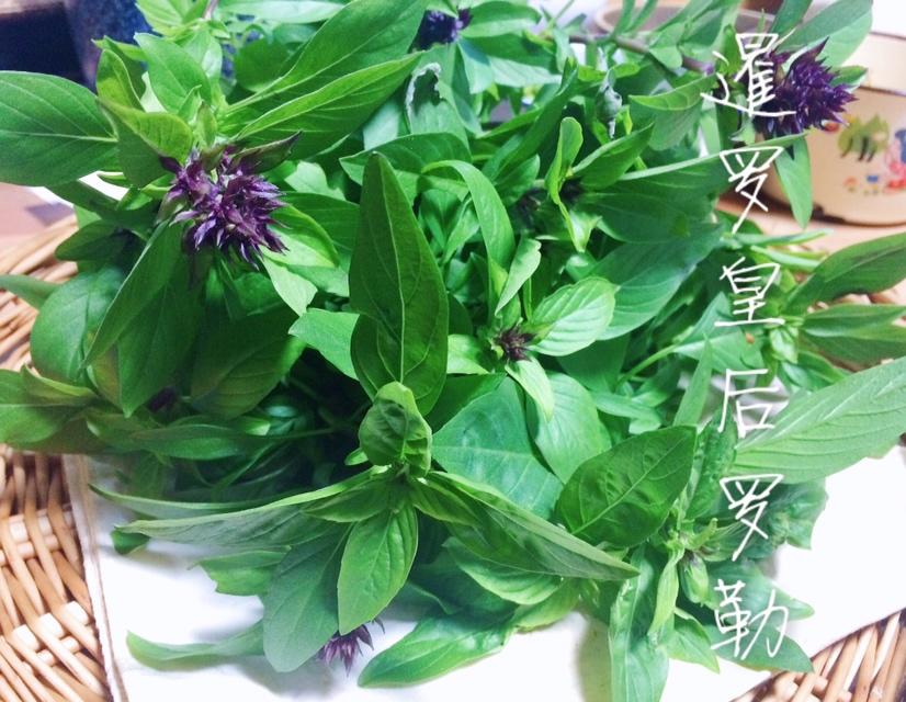 阳台党种植