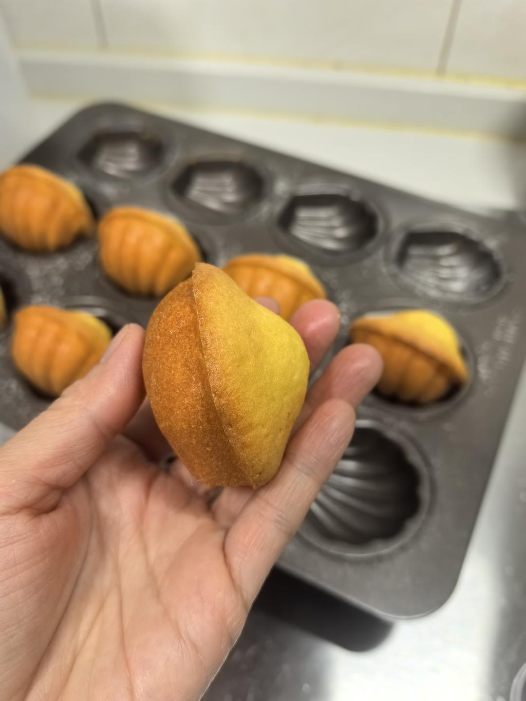 玛德琳（蓝带方）