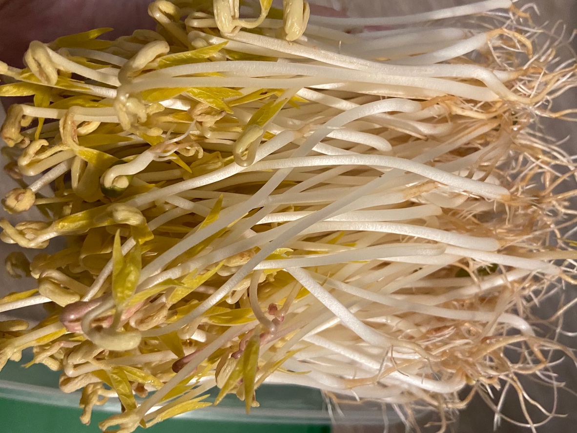 发绿豆芽（用沙拉脱水篮）的做法