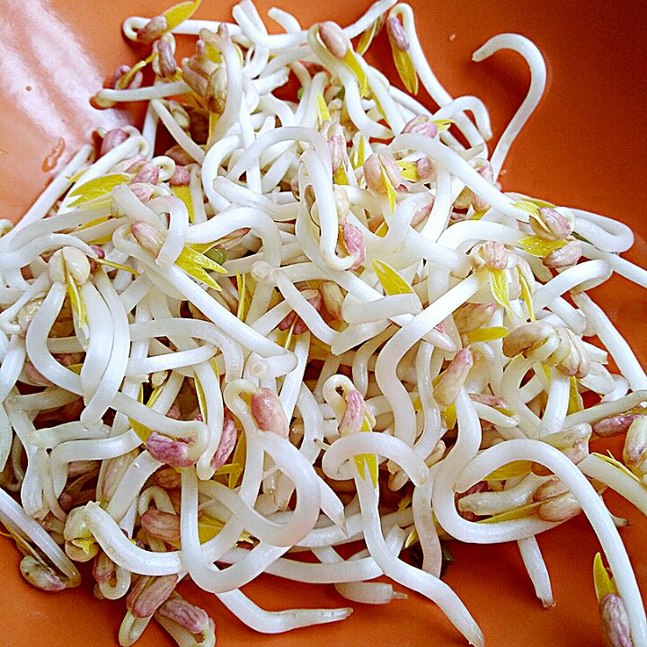 自发豆芽（可乐瓶发豆芽0失败！）