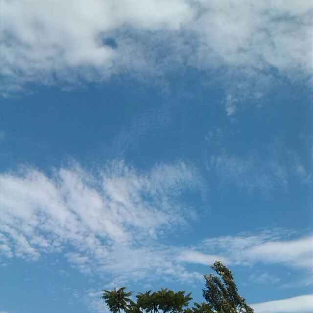 芹菜qc
