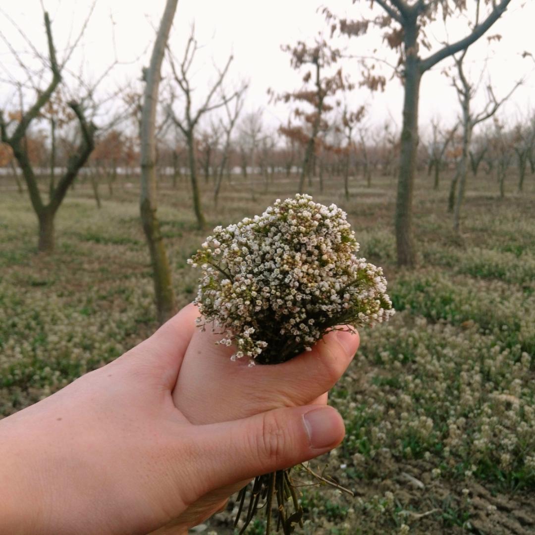 Abloom