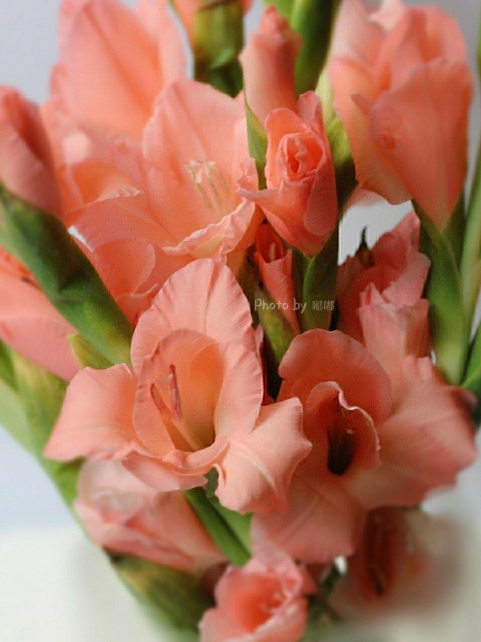 点滴生活，芬芳依然⁎˚♫