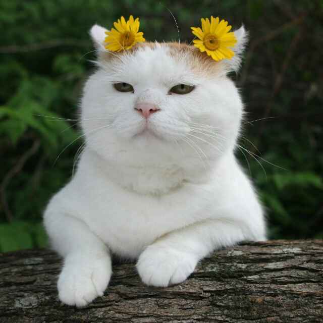 (>^ω^<)喵星人