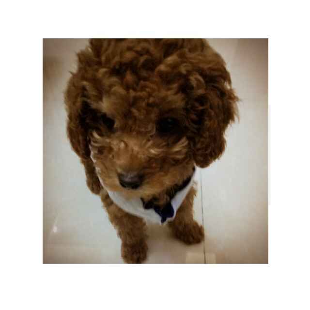 内衣外穿的女超人