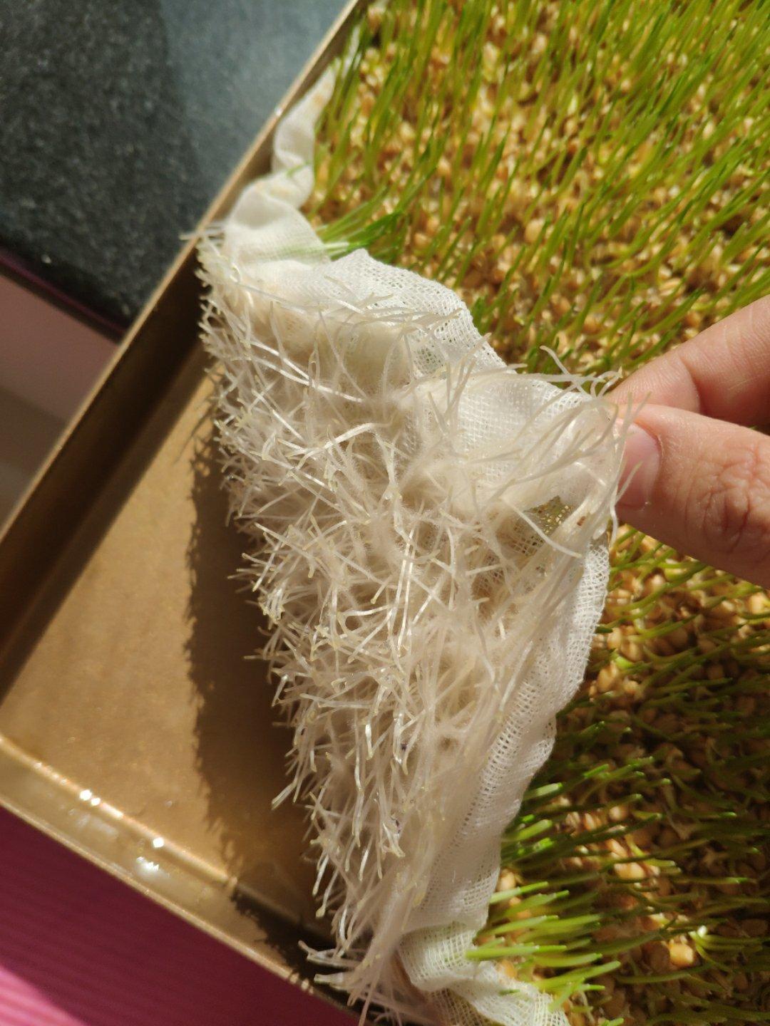 【手工自制diy麦芽糖 熬制麦芽糖图片】粉妆玉琢___下厨房