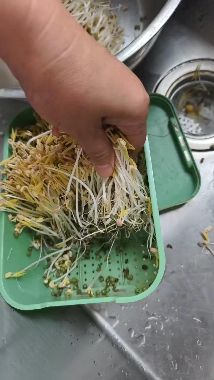 自发绿豆芽