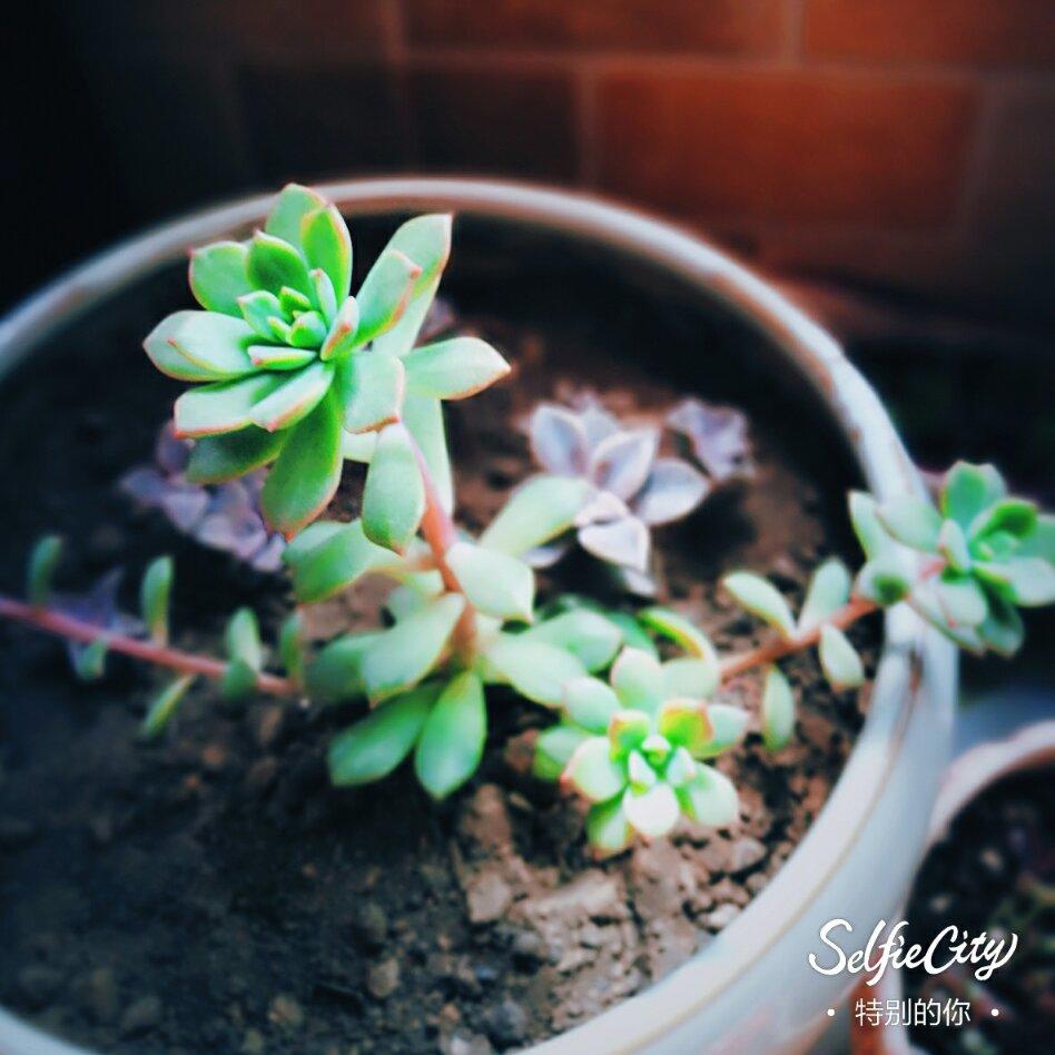 簪花客