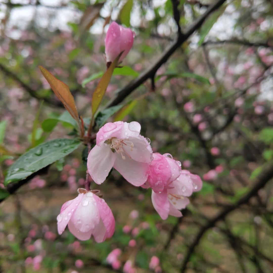 伊818