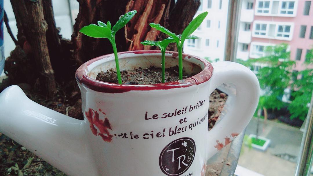 种一杯随取随用的柠檬叶