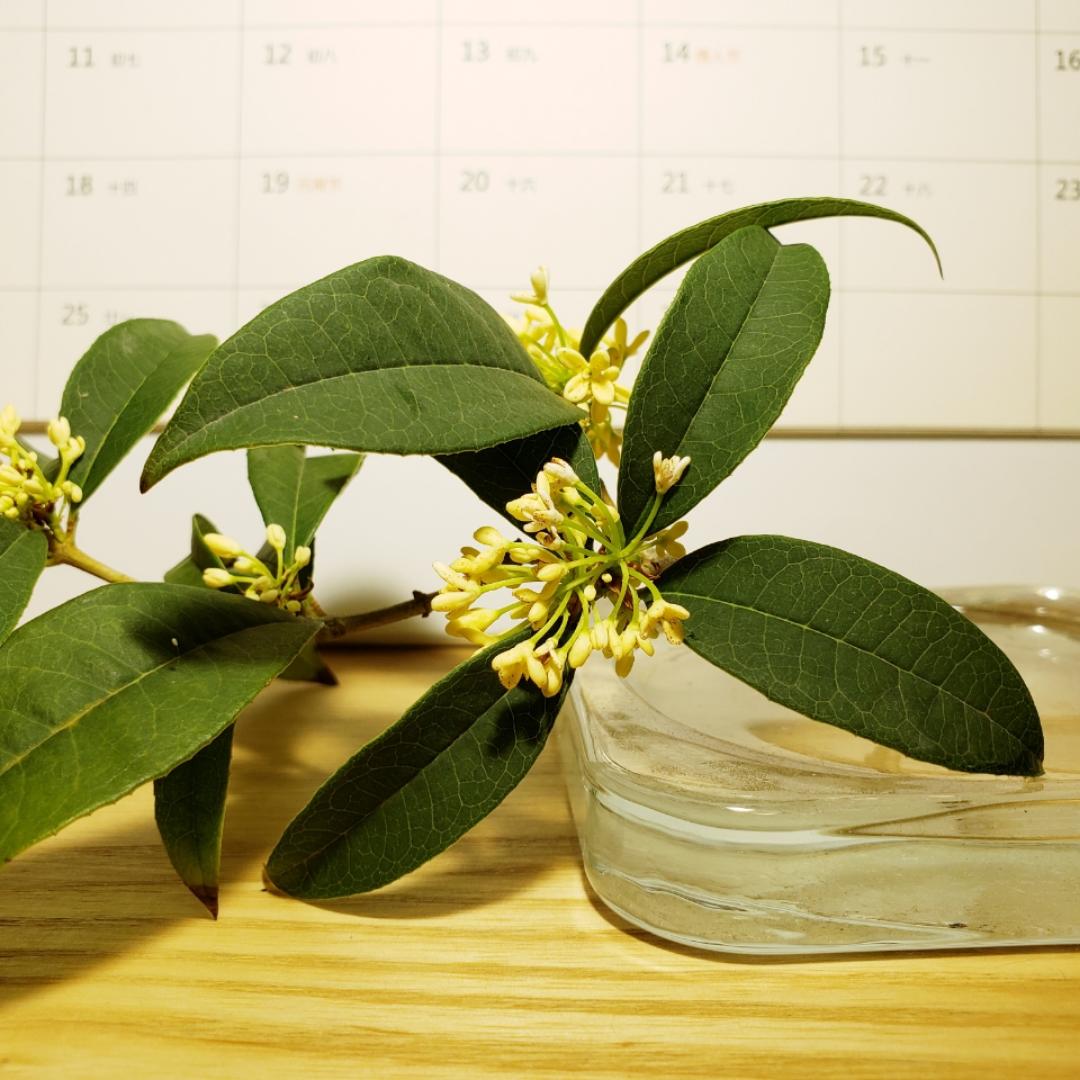花生仙
