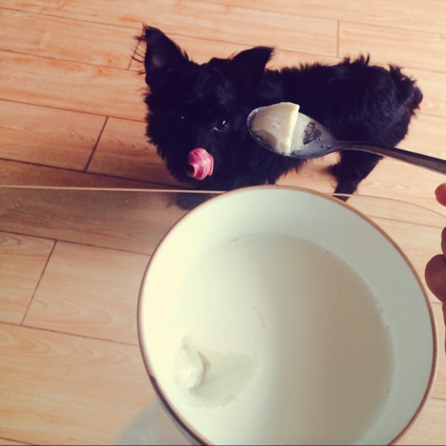 完美牛奶布丁（吉利丁片版）