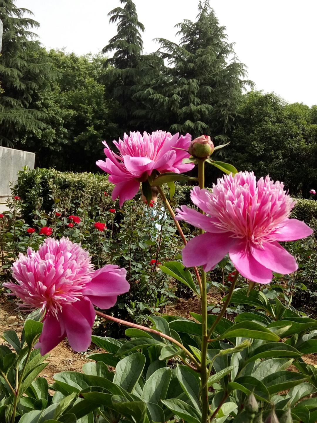 开花季