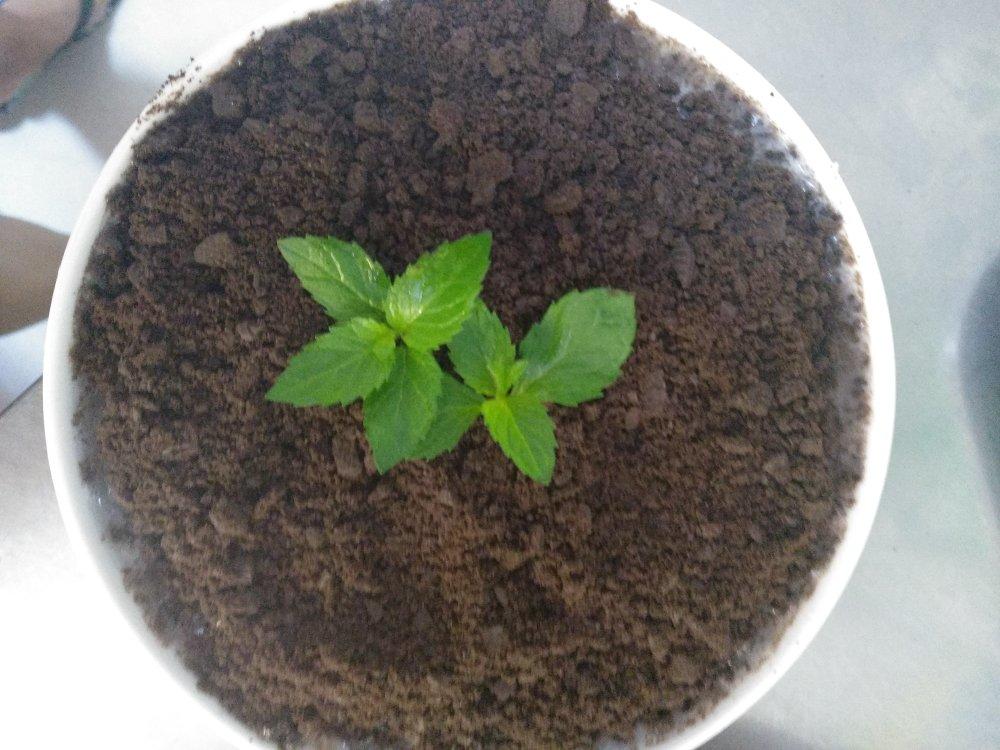 lemon柠檬7做的盆栽西米露