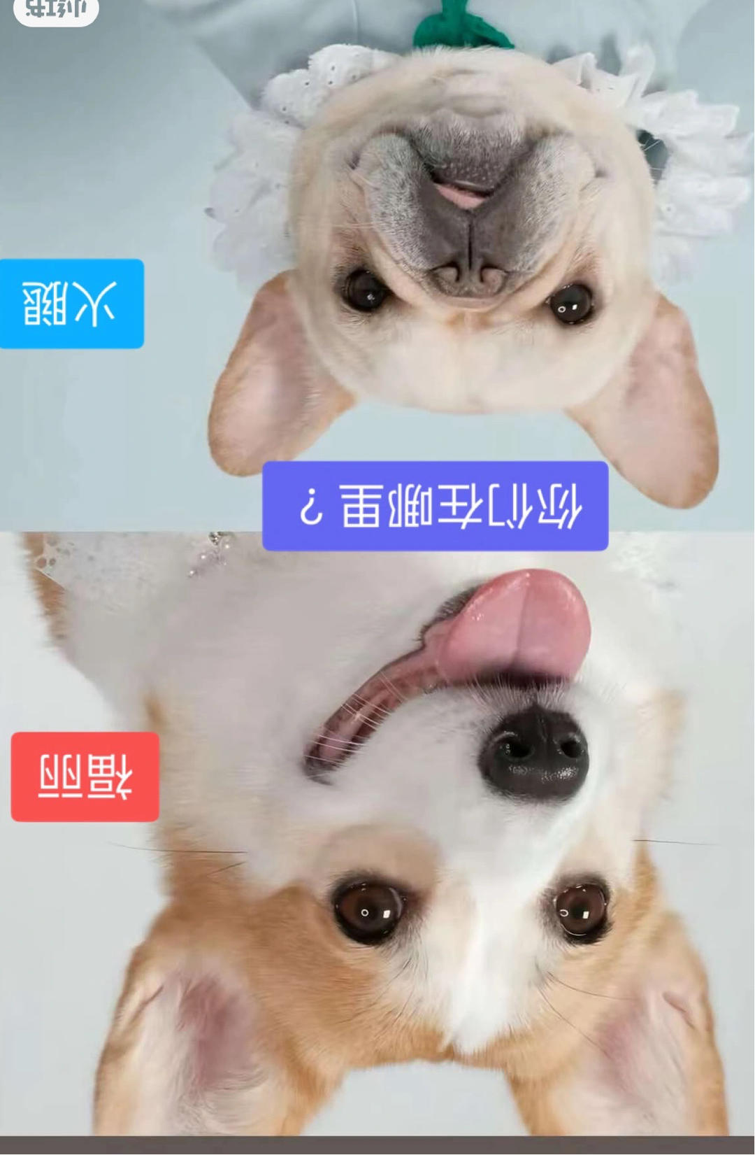 YCD