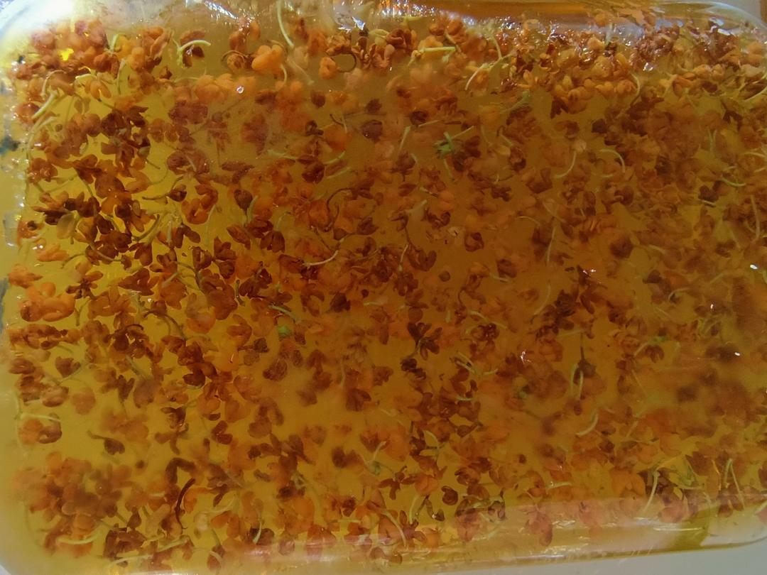 桂花糕