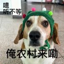 比格犬的事儿你别管的厨房