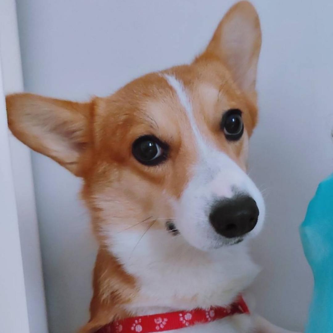 哆啦A梦小小白