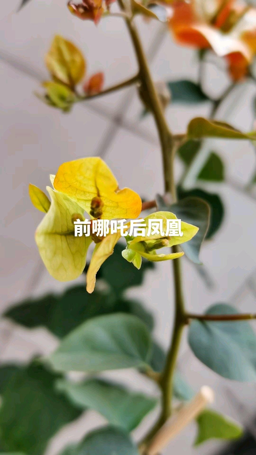 花花世界