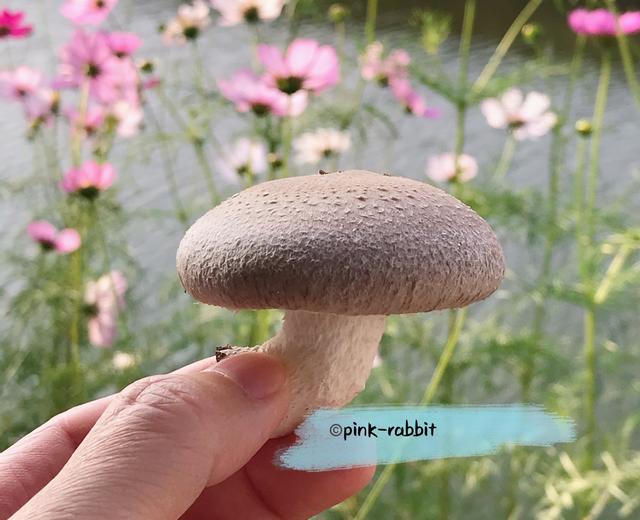 pink-rabbit(私用)作品标签链接.个人资料的做法