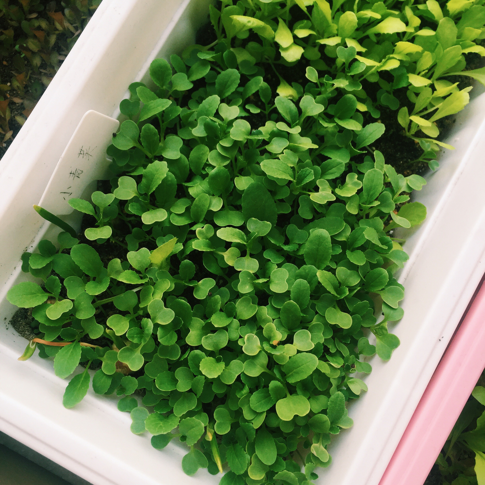 生菜（色拉用）生长记