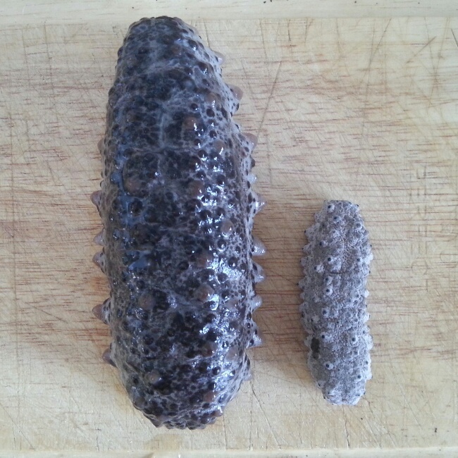 美国海参泡发教程（墨西哥肥仔参）