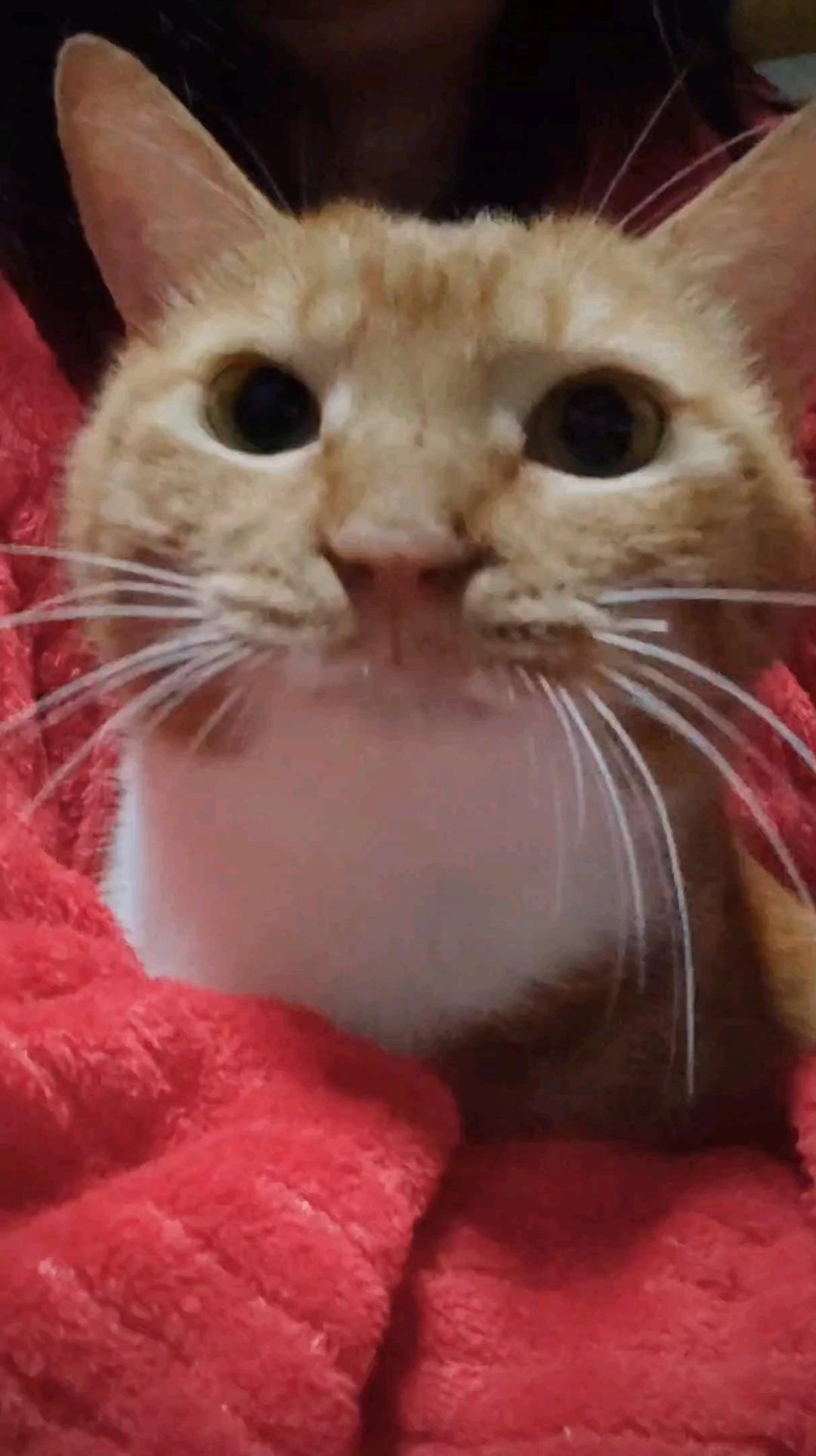 全蛋枣糕（不需要打发，不需要分蛋）