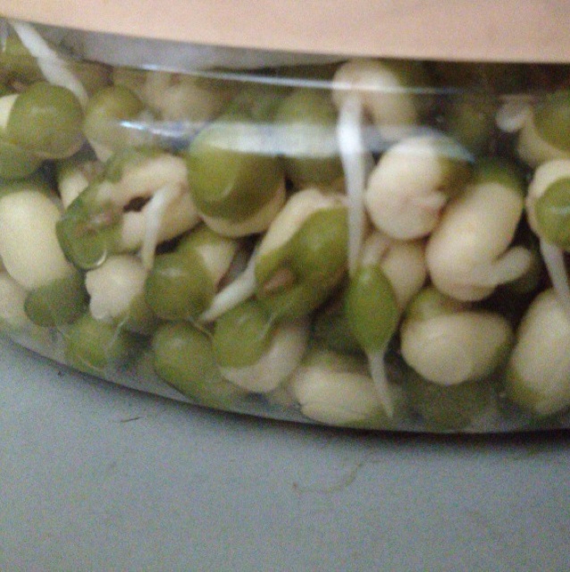 自发豆芽