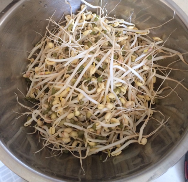 自发豆芽（可乐瓶发豆芽0失败！）