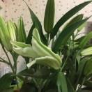 紫绮-8