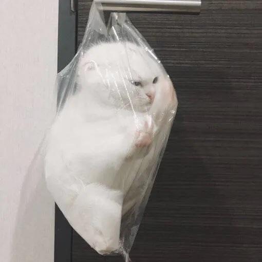 干饭人做饭魂