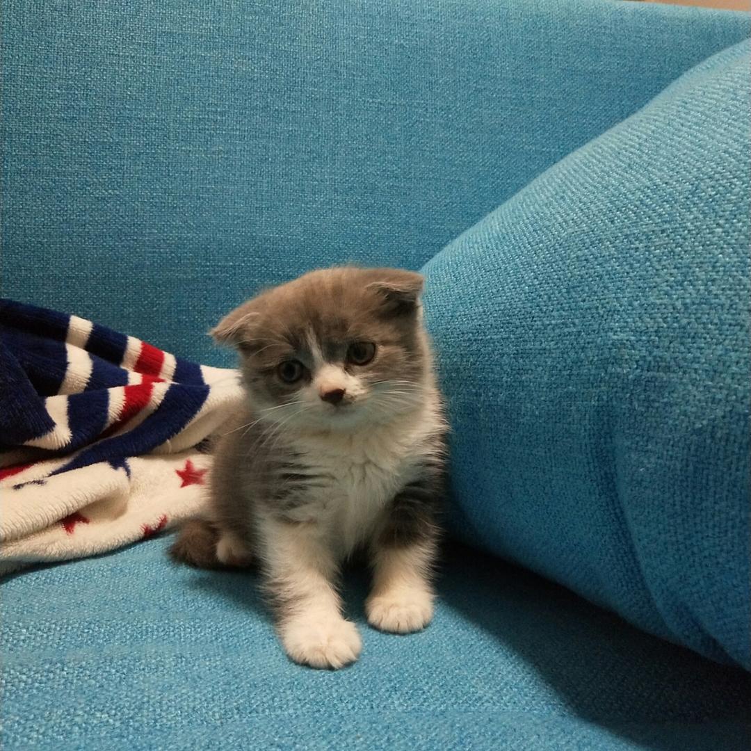 .白