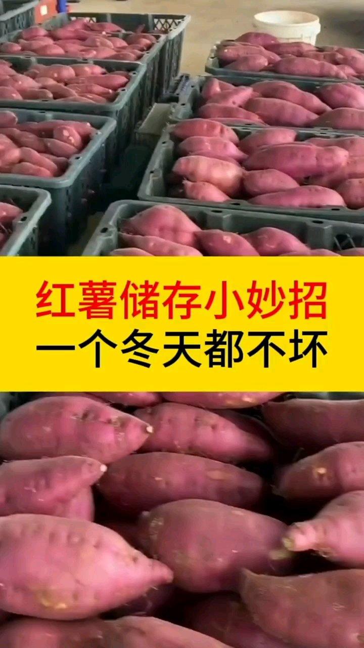红薯储存小妙招，一个冬天都不坏