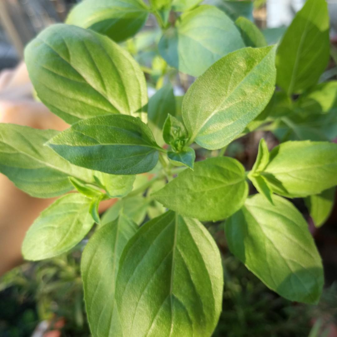 LoVeBasil