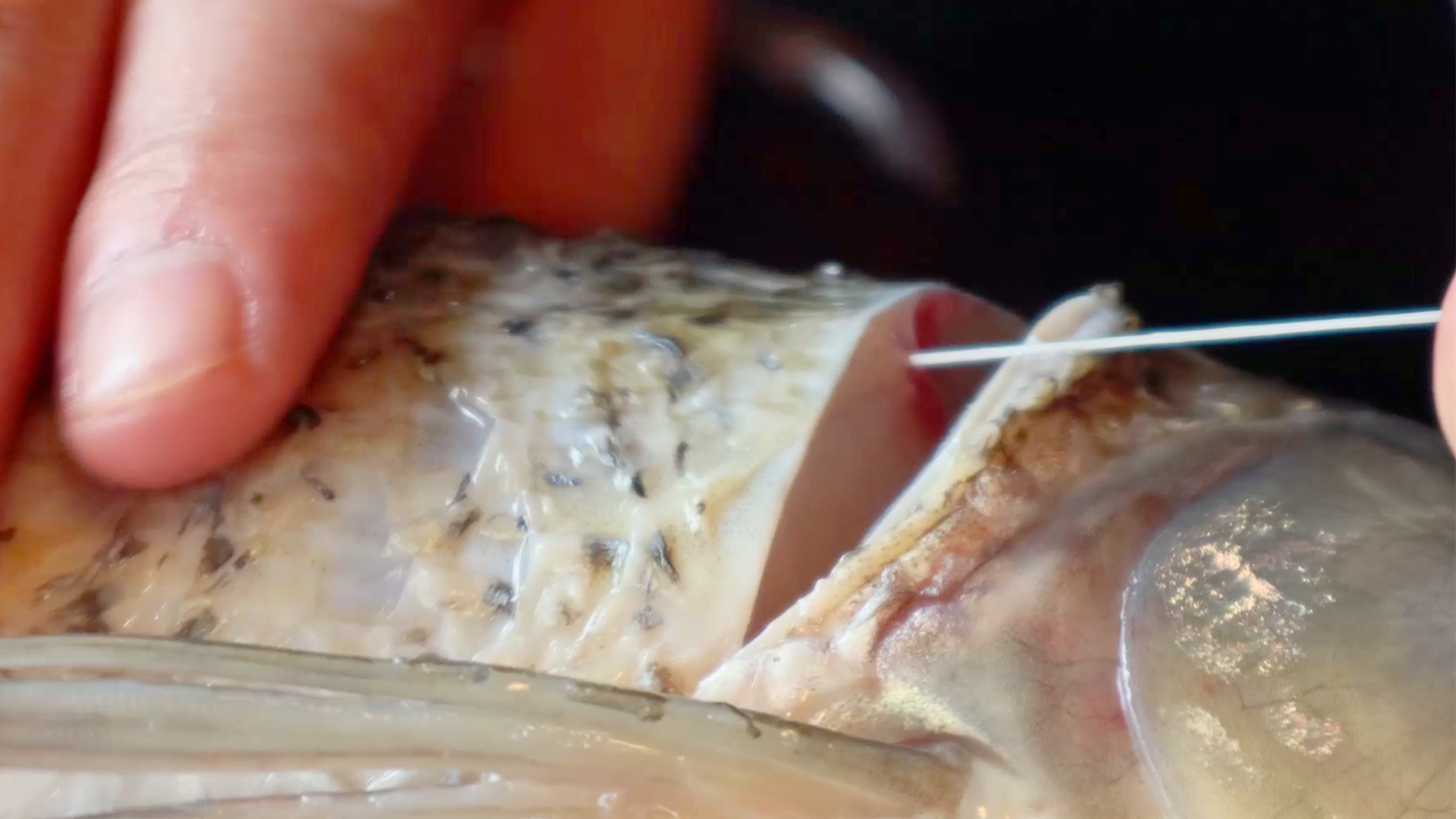 铁锅炖鱼的做法 步骤1