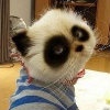 作品是搜集的