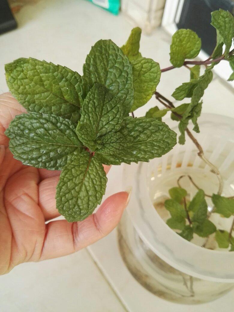薄荷种植手册，如何把你的薄荷养到爆盆