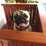 小檳榔與少女媽媽