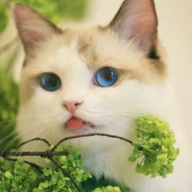 柠檬汁不酸啊