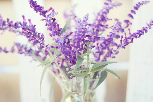 清茶茗溪