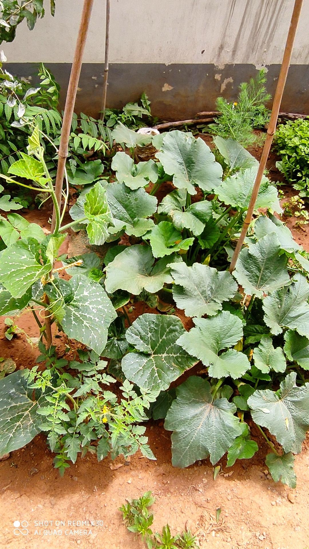 我家的小菜园