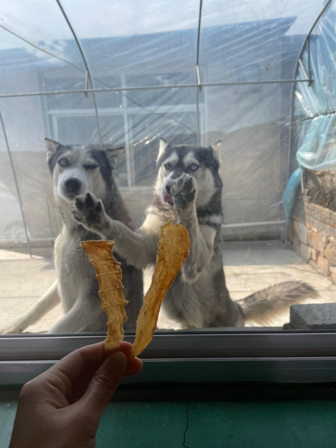 狗狗零食——鸡肉干