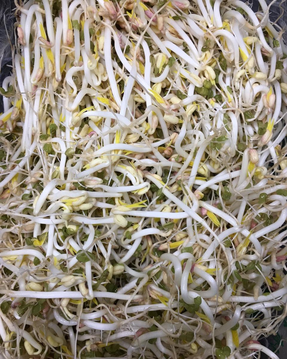 自发豆芽（可乐瓶发豆芽0失败！）