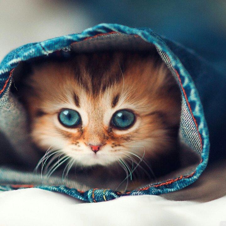 相当吃货的喵星人