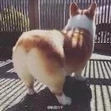 颗颗嘻嘻