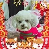 我家胖子奥利奥